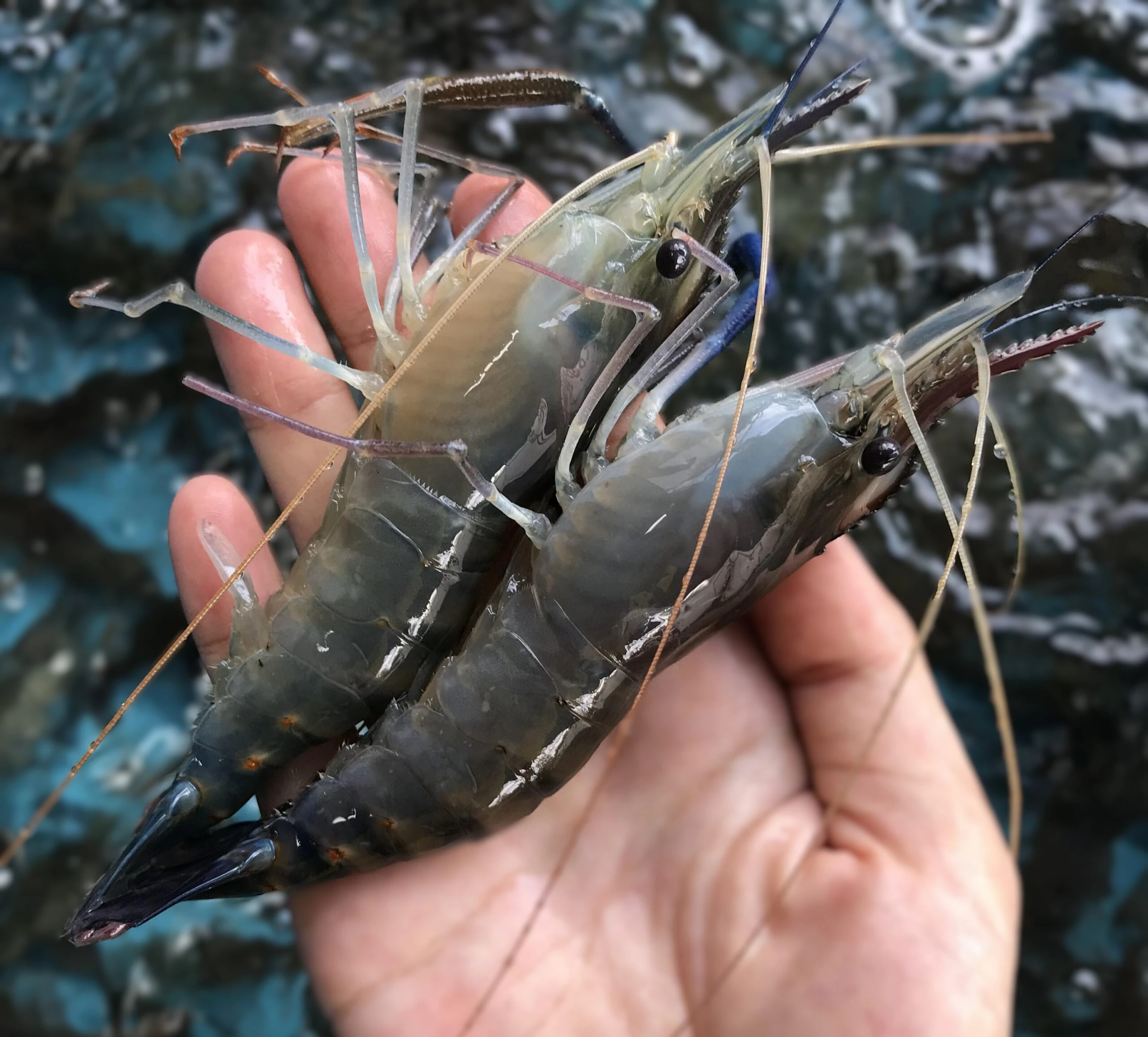 Thành phần dinh dưỡng của tôm
