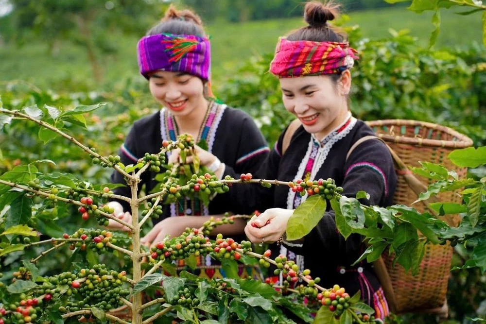 100% cà phê bột Arabica – tinh túy từ khí hậu và đất đỏ bazan