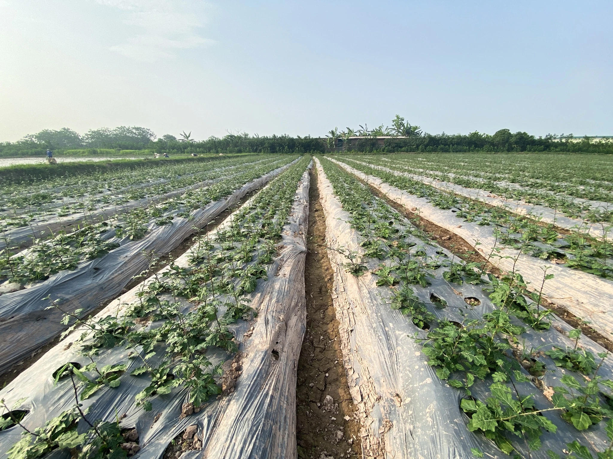 Quy trình sản xuất hiện đại
