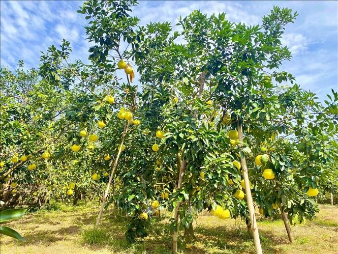 Bưởi Phúc Trạch trong đời sống và văn hóa Hà Tĩnh