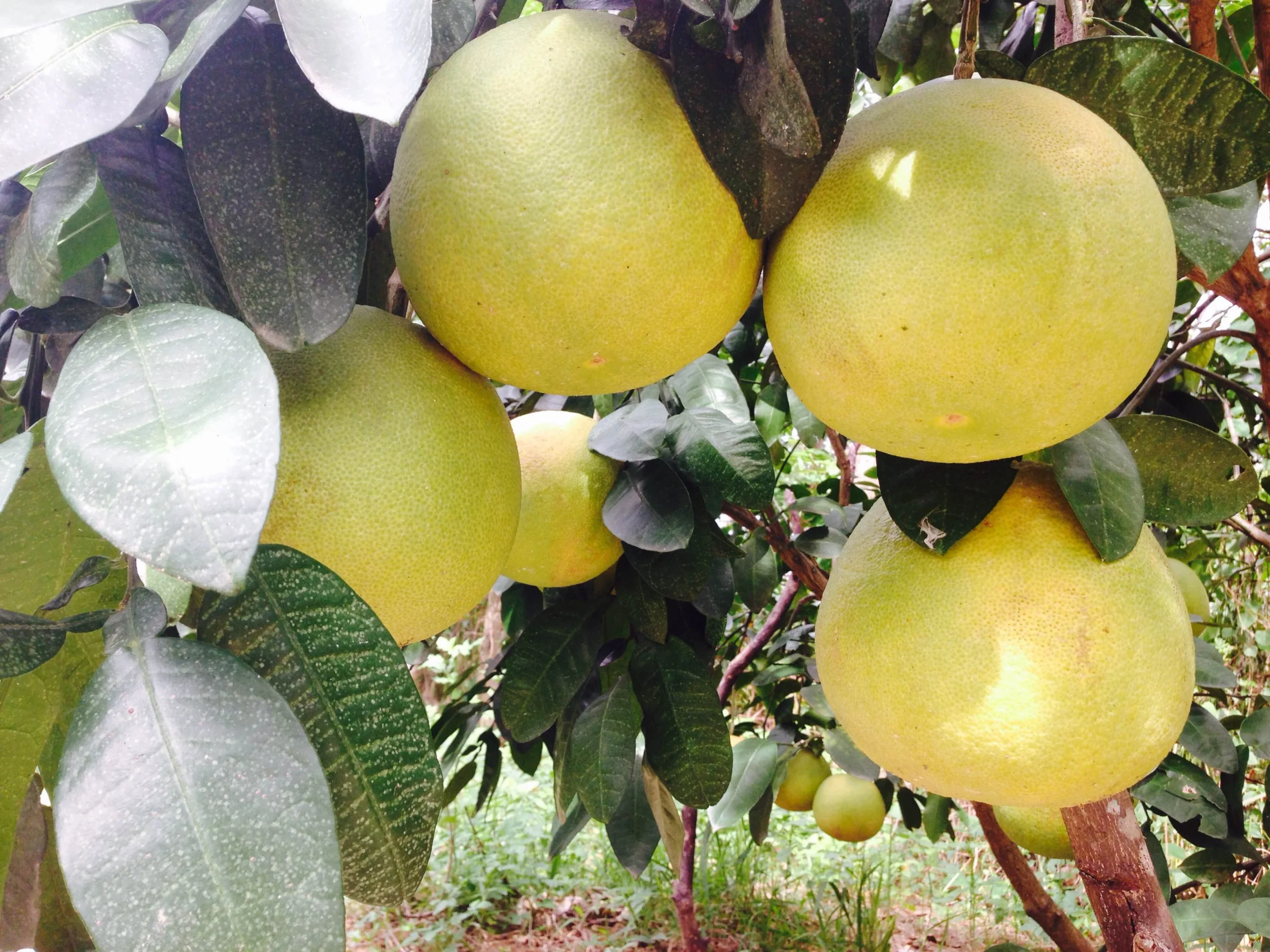 Cách chọn Bưởi Phúc Trạch ngon