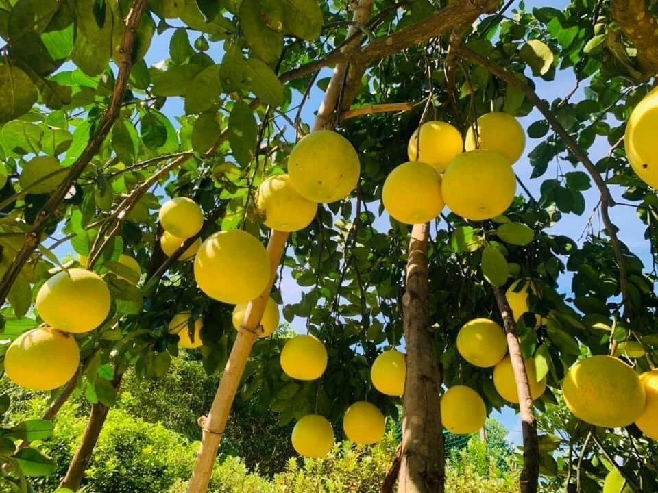 Giá trị dinh dưỡng và lợi ích sức khỏe của Bưởi Phúc Trạch