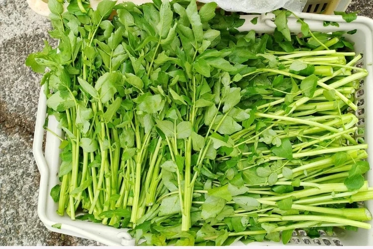 Thực phẩm tốt cho sức khỏe lúc giao mùa