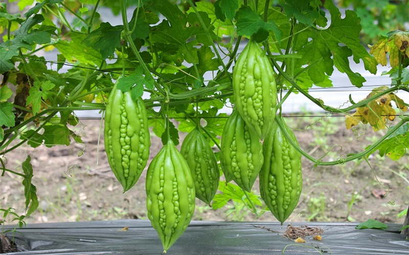 Khổ qua: Ngoại hình sần sùi nhưng mang đầy giá trị