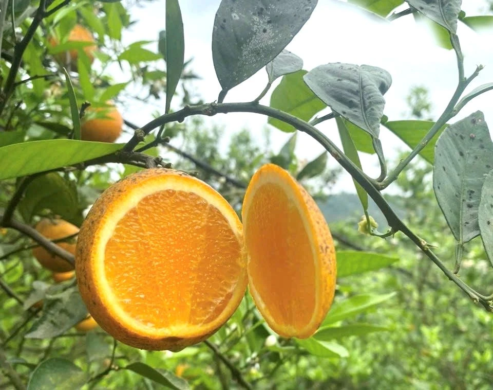 Cách chọn Cam Cao Phong ngon và chuẩn