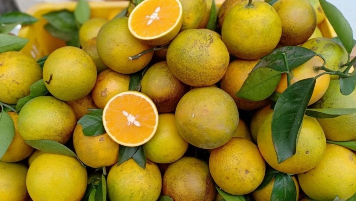 Lợi ích sức khỏe khi ăn Cam Cao Phong