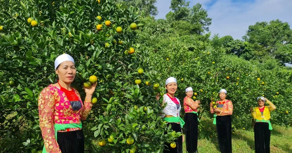 Ý nghĩa kinh tế – xã hội của Cam Cao Phong