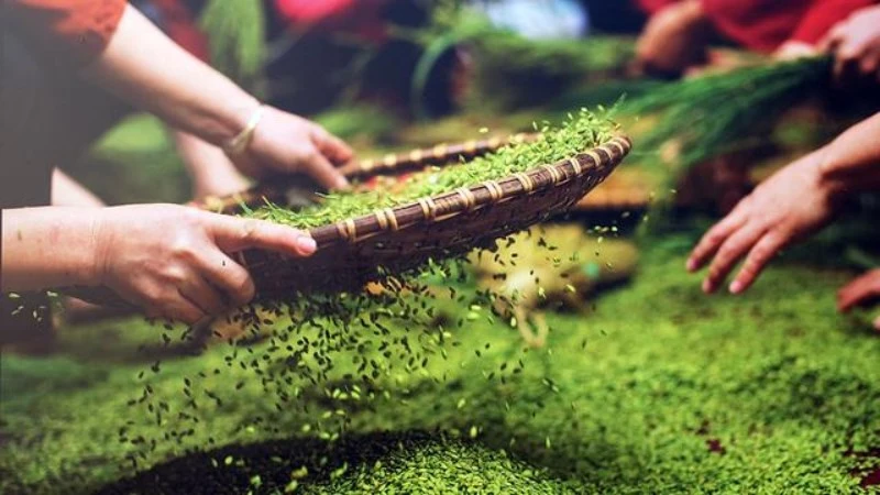 Quy trình làm cốm làng Vòng – Bí quyết giữ hồn thu Hà Nội