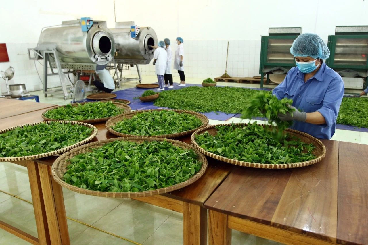 Đinh Trà Thái Nguyên – Tinh hoa trà Việt được công nhận OCOP 2025