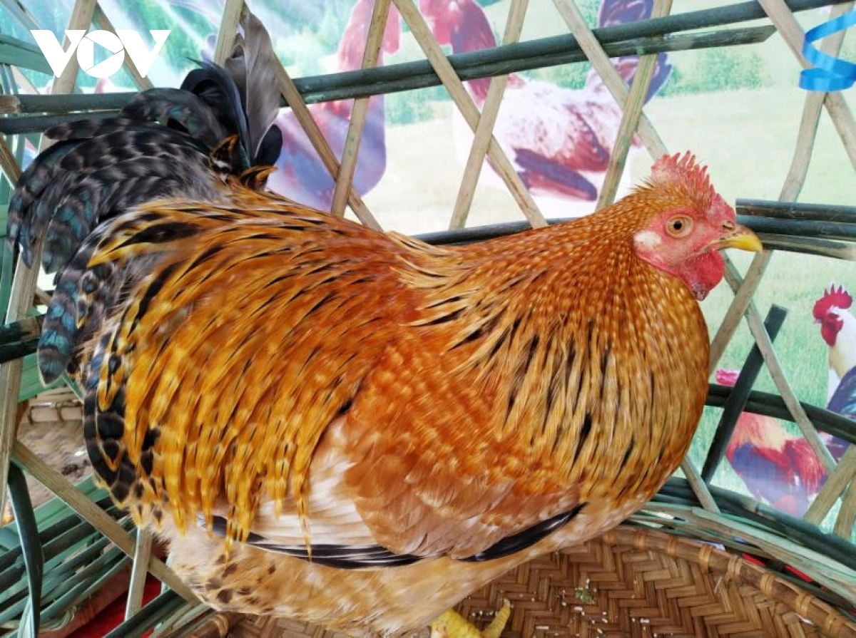 gà đồi Tiên Yên