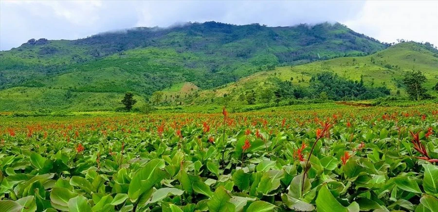 Miến dong Bình Liêu – Hương vị nguyên bản đạt chuẩn OCOP 5 sao