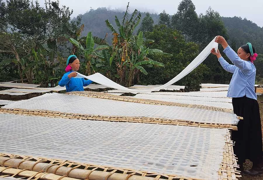 Miến dong Bình Liêu – Hương vị nguyên bản đạt chuẩn OCOP 5 sao