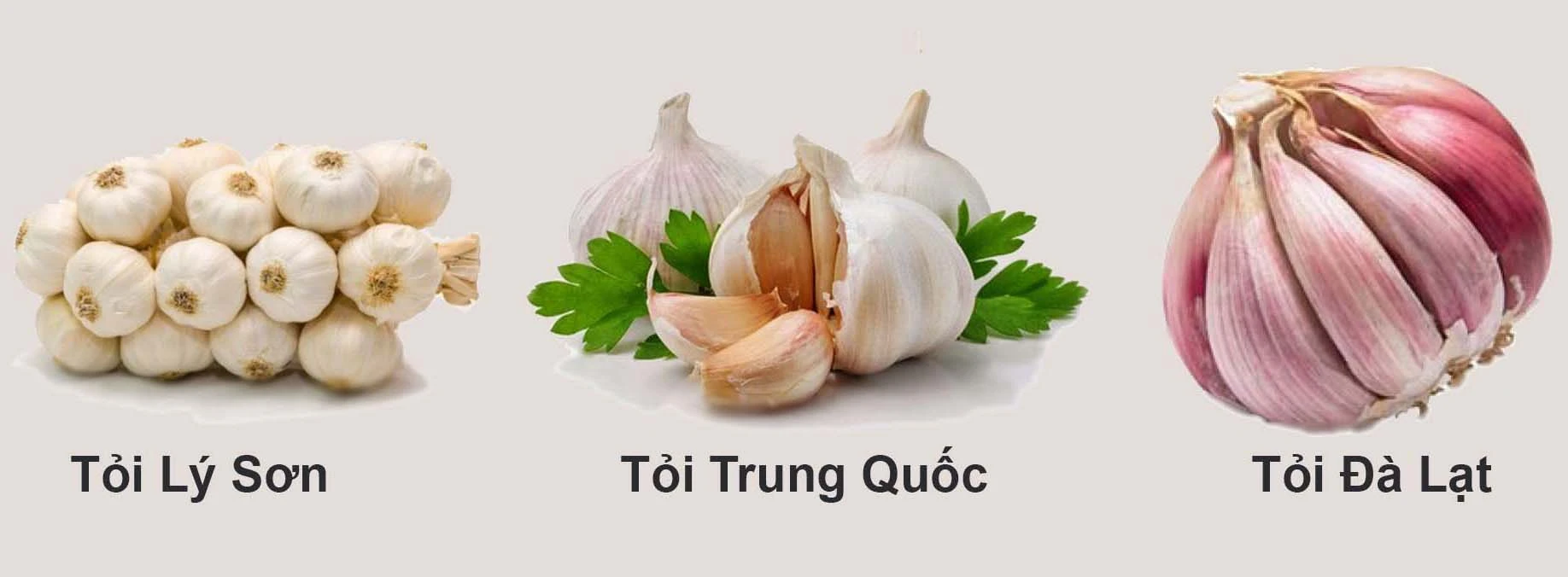 Cách phân biệt tỏi Lý Sơn thật và giả