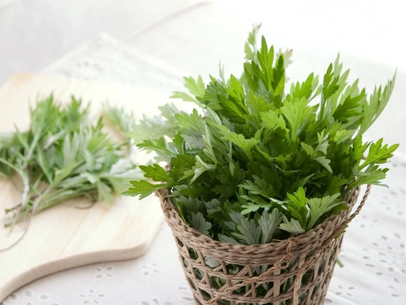 Ngải cứu – Vị thuốc quý trong gian bếp Việt