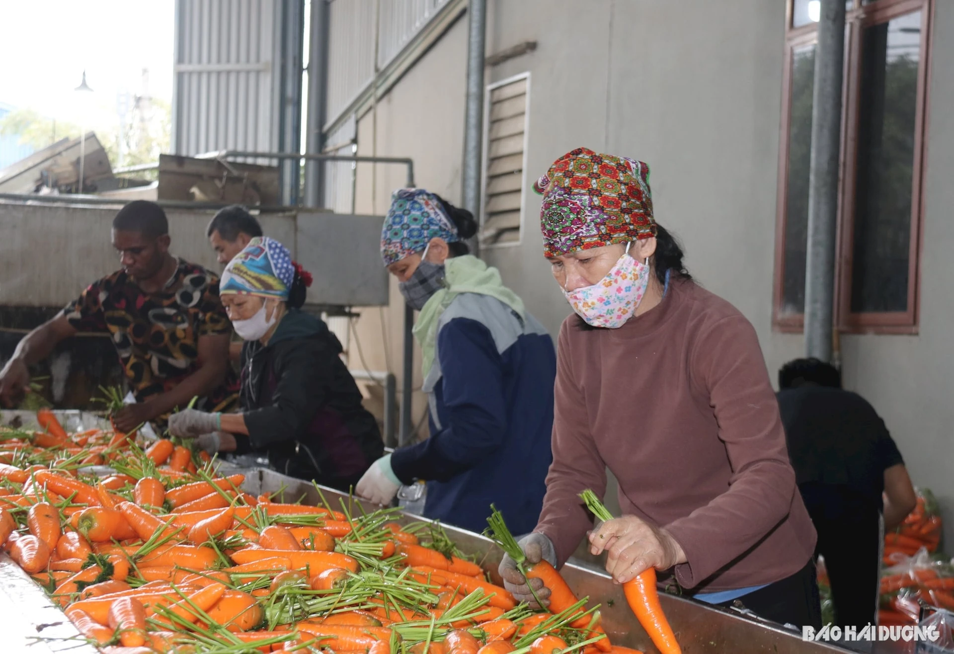 Cà rốt tươi Đức Chính