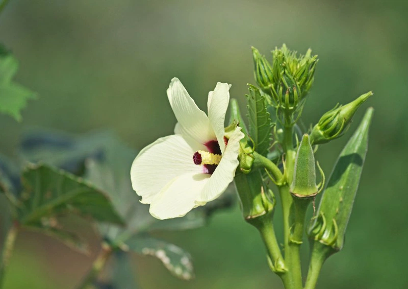 Giới thiệu về quả đậu bắp