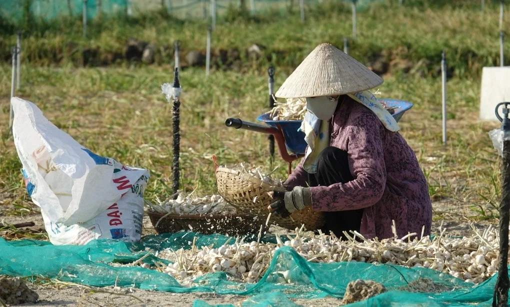 Nguồn gốc và điều kiện tự nhiên tạo nên hương vị khác biệt