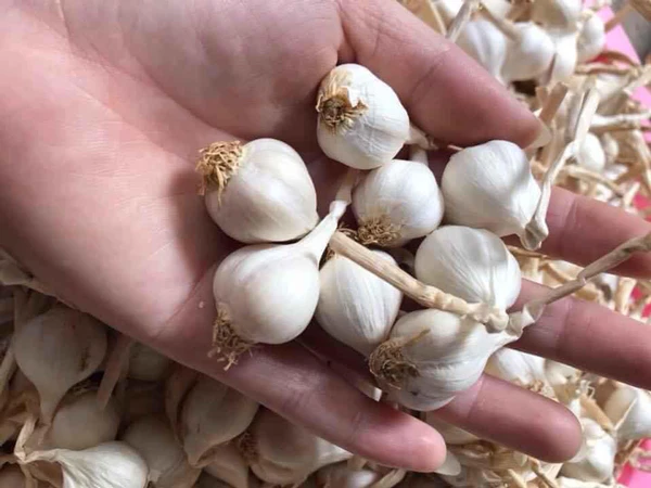 Tỏi Lý Sơn – Tinh Hoa Quảng Ngãi Đạt OCOP 5 Sao