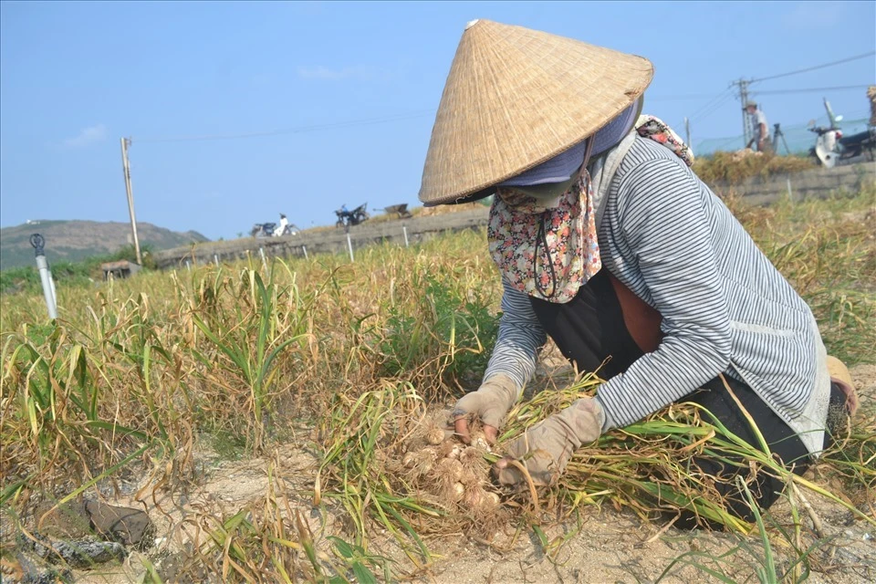 Tỏi Lý Sơn – Tinh Hoa Quảng Ngãi Đạt OCOP 5 Sao