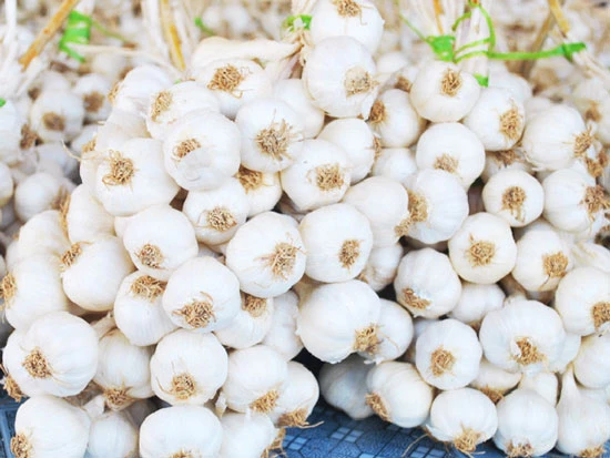 Tỏi Lý Sơn – Tinh Hoa Quảng Ngãi Đạt OCOP 5 Sao