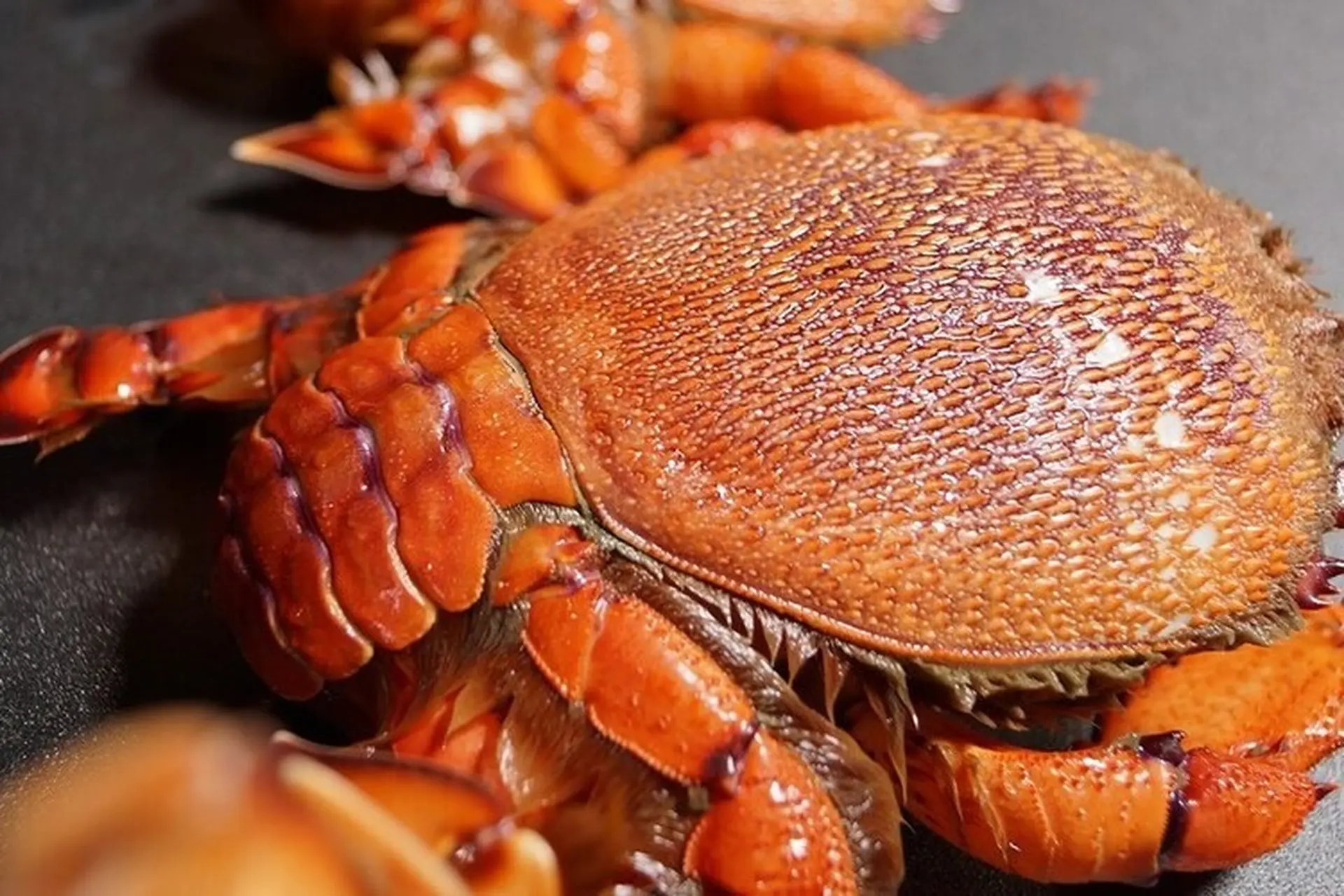 Cua huỳnh đế là gì? Cách phân biệt với cua hoàng đế đơn giản