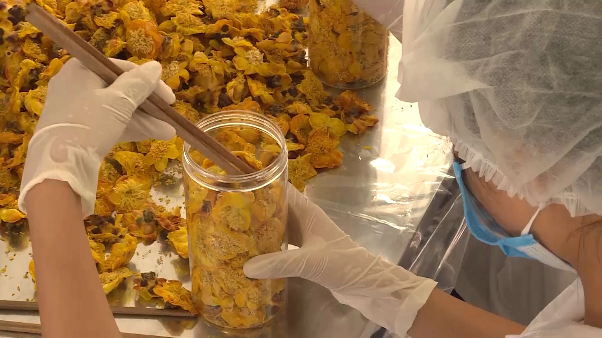 Quy trình sản xuất trà hoa vàng Ba Chẽ chuẩn mực