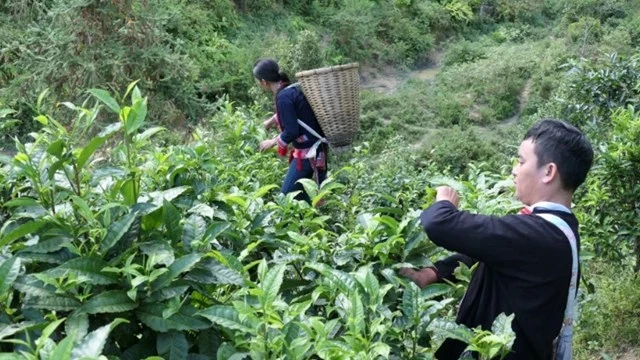 Trà Phìn Hồ – Tinh hoa OCOP 5 sao từ Hà Giang