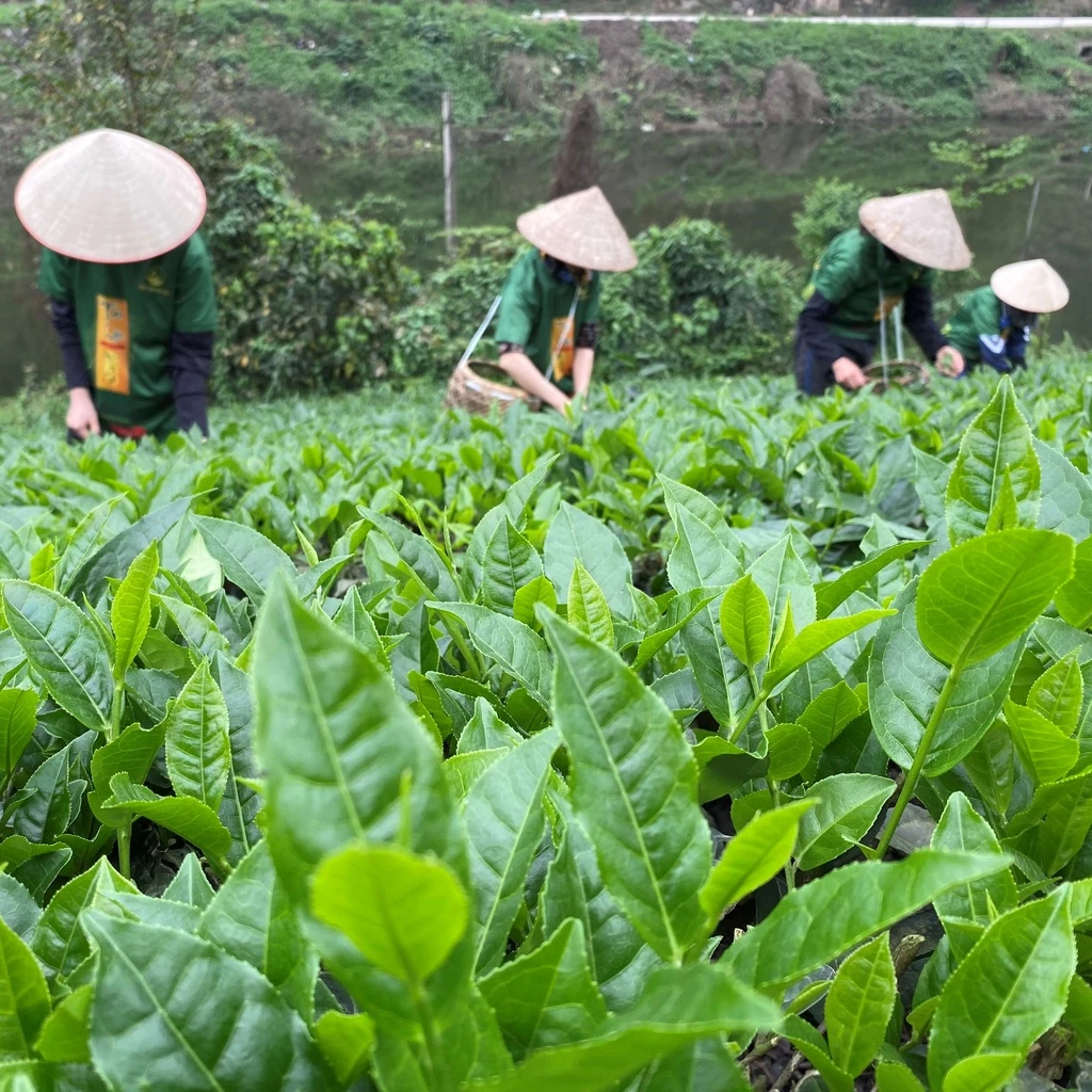 Trà Tôm Nõn Hương Quê Thái Nguyên – OCOP 5 Sao Quốc Gia, Niềm Tự Hào Đất Trà Việt