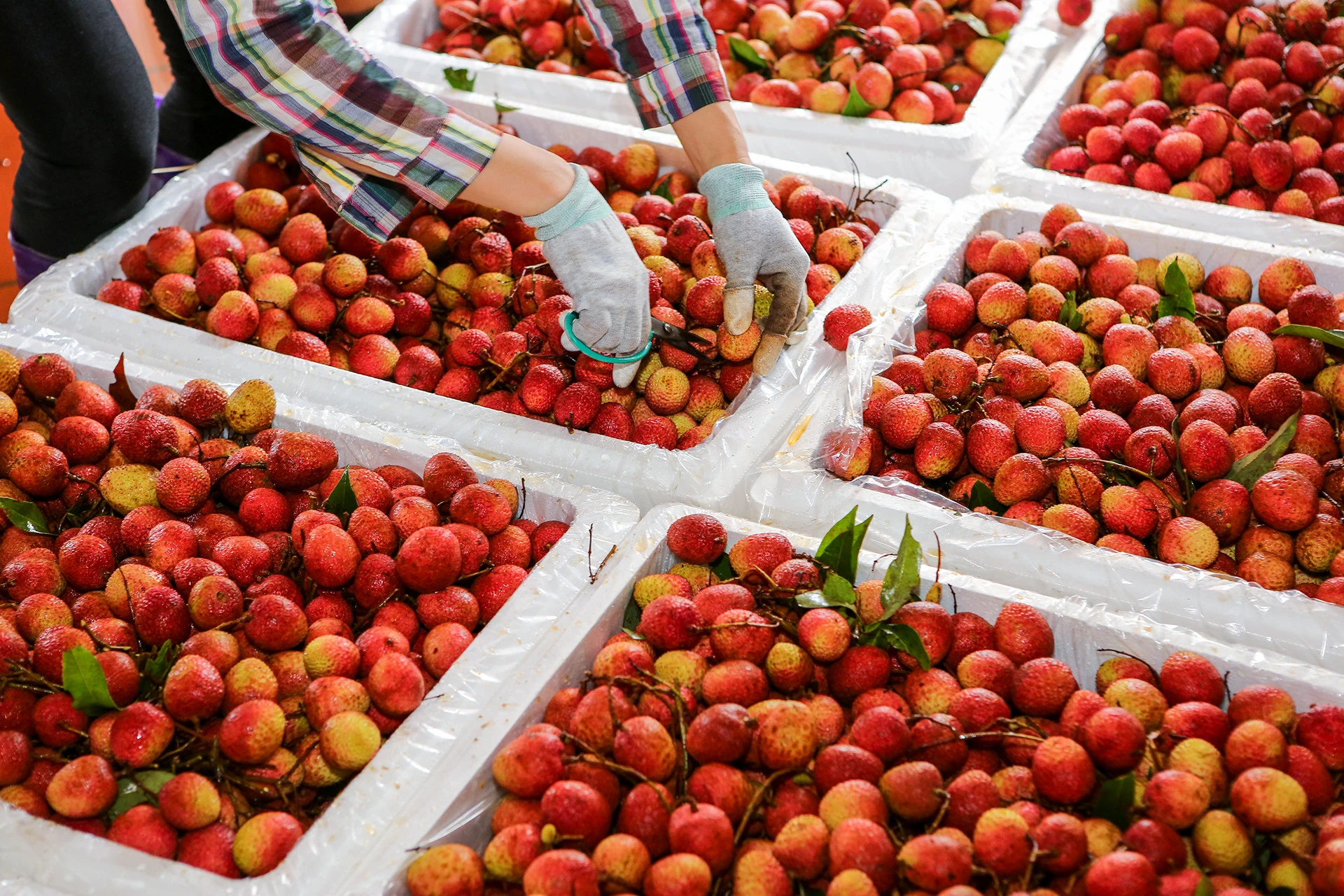 vải thiều Bắc Giang