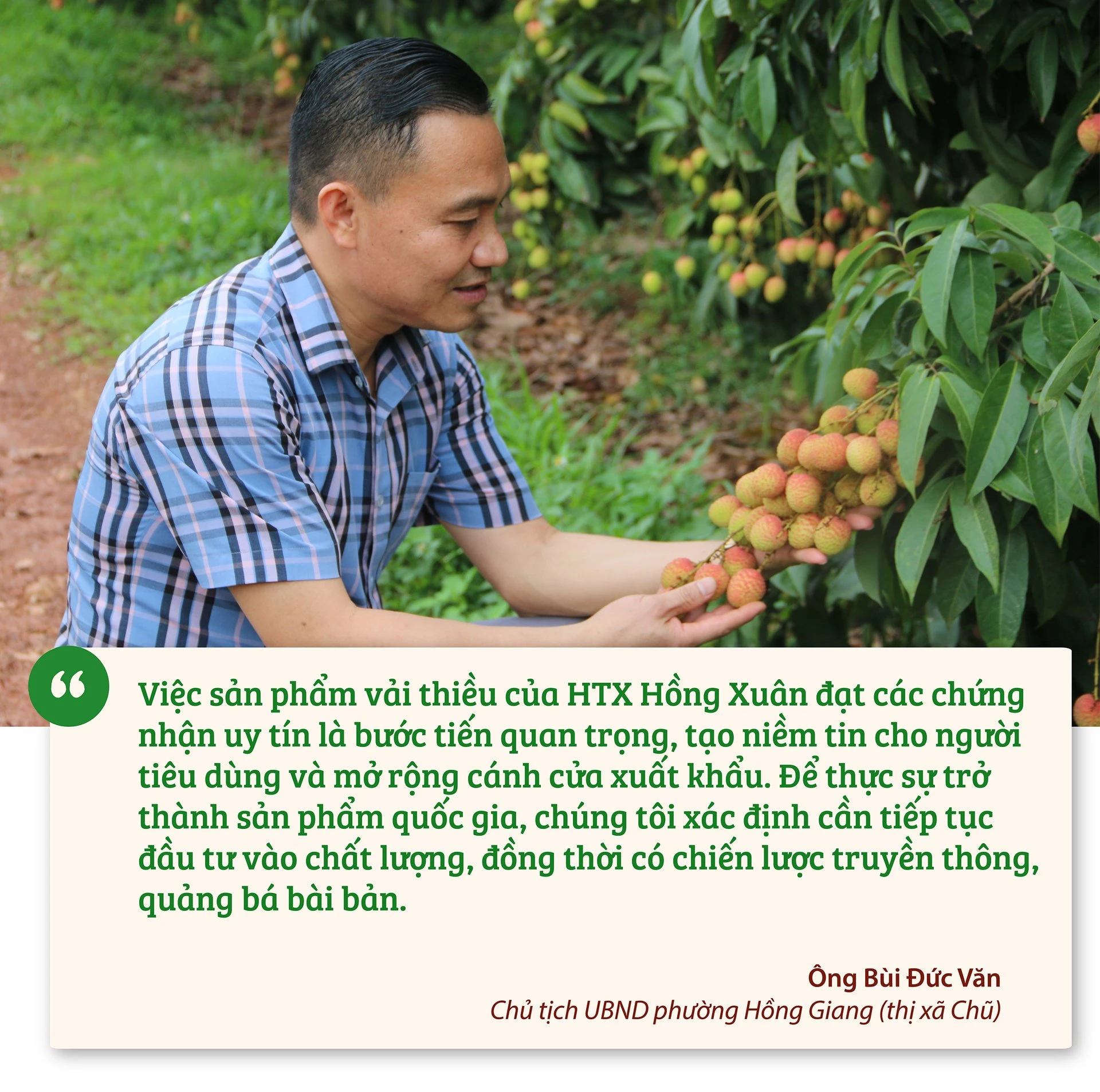 Vải thiều Hồng Xuân – Đặc sản Bắc Giang đạt OCOP 5 sao quốc gia