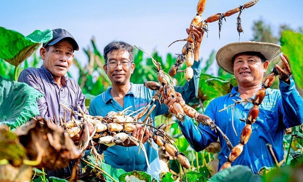 Giới thiệu về củ sen